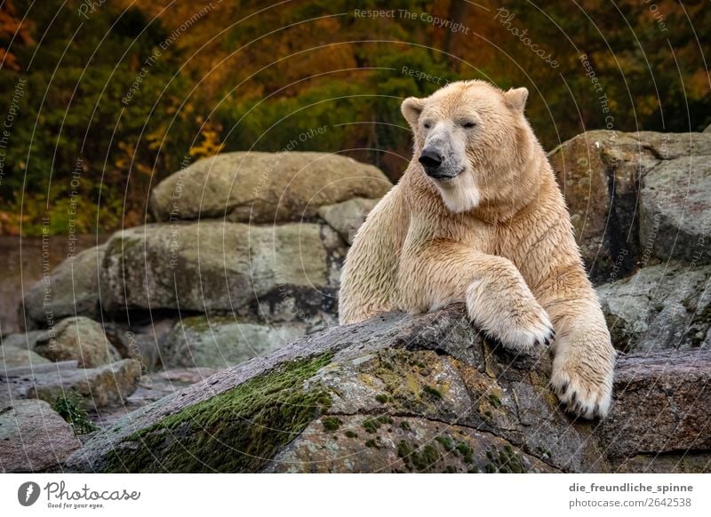 Eisbär im Herbst Umwelt Natur Tier Klima Klimawandel Wetter Hügel Felsen Berlin Deutschland Europa Wildtier Zoo 1 gelb gold grau weiß Arktis aussterben