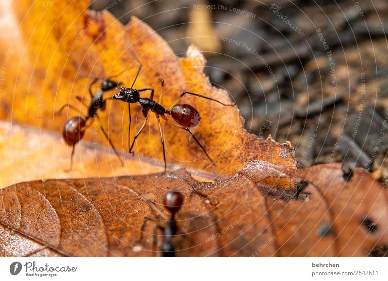 dreiklang | drei fleißige ameisen Ameise tiere Wildnis Insekt Wald Regenwald Fluss Urwald Riesenameise Blatt laub Tier Außenaufnahme Farbfoto Makroaufnahme