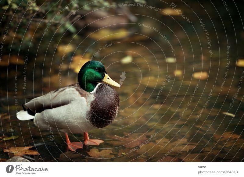 Stockente Umwelt Natur Tier Urelemente Wasser Wetter Schönes Wetter Seeufer Teich Wildtier Vogel 1 stehen Entenvögel herbstlich Herbstfärbung Herbstbeginn