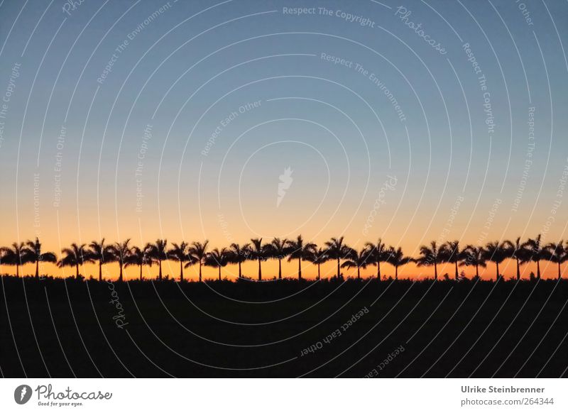 Palmen zählen Ferien & Urlaub & Reisen Tourismus Umwelt Natur Landschaft Pflanze Himmel Wolkenloser Himmel Nachthimmel Horizont Sonnenaufgang Sonnenuntergang
