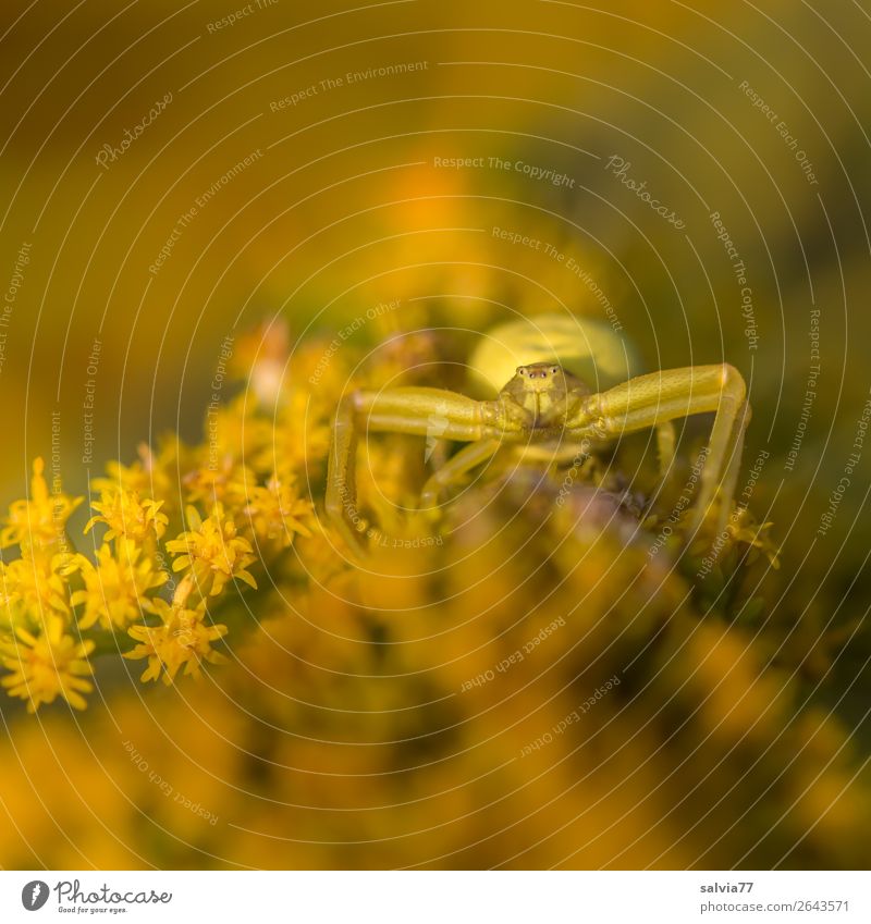 Tarnfarbe Umwelt Natur Sommer Pflanze Blume Blüte Kanadische Goldrute Garten Tier Tiergesicht Spinne Krabbenspinne 1 beobachten Blühend Duft festhalten warten