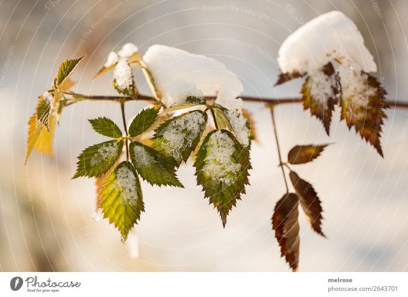 Blätter mit Schneehaube II Umwelt Natur Wassertropfen Sonnenlicht Winter Klima Schönes Wetter Eis Frost Pflanze Blatt Zweige u. Äste Wald Schnee bedeckt