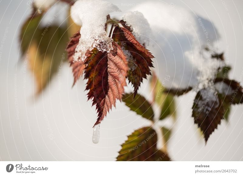 Blätter mit Schneehaube Natur Sonnenlicht Winter Schönes Wetter Eis Frost Pflanze Baum Blatt Zweige u. Äste Wald bunte Blätter bedeckt Farbe leuchten kalt nah