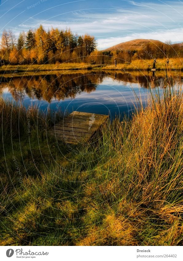 Herbstliche Idylle Mensch Umwelt Natur Landschaft Wasser Schönes Wetter Baum Gras Sträucher Seeufer Flussufer Teich Steg blau braun mehrfarbig gelb gold grün