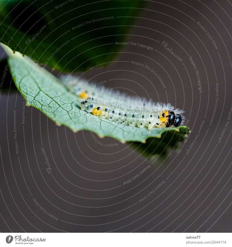 Raupenfutter Umwelt Natur Pflanze Blatt Tier Schmetterling Larve Insekt Tiergruppe Fressen Blattadern Farbfoto Außenaufnahme Makroaufnahme Menschenleer