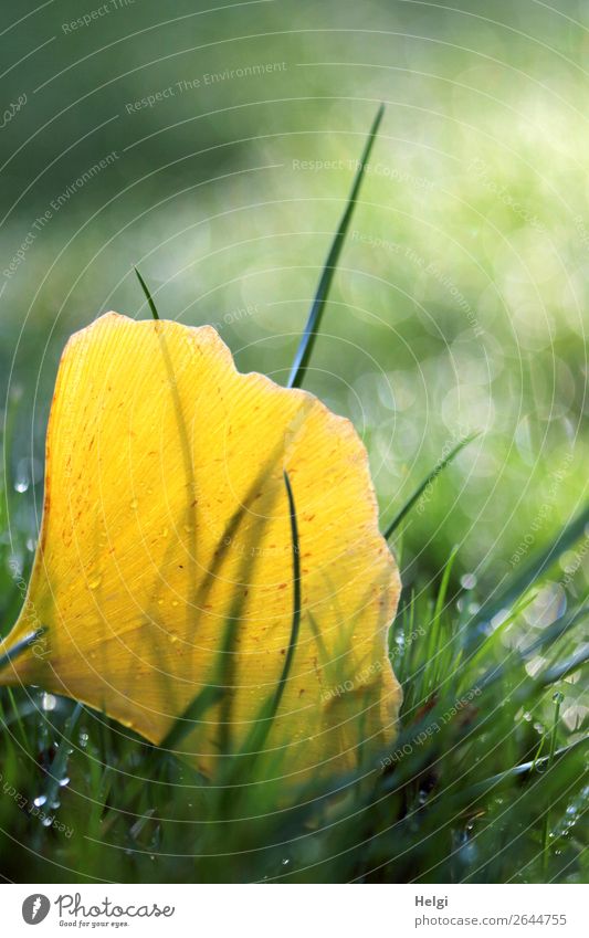 herbstlich verfärbtes gelbes Ginkgoblatt mit Tautropfen im Gras Umwelt Natur Pflanze Wassertropfen Herbst Blatt Park alt glänzend leuchten liegen dehydrieren
