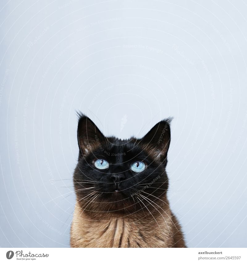 Katze mit Textfreiraum Tier Haustier 1 Neugier Hintergrundbild siamkatze blaue augen Starrer Blick niedlich Wachsamkeit Farbfoto Innenaufnahme Studioaufnahme