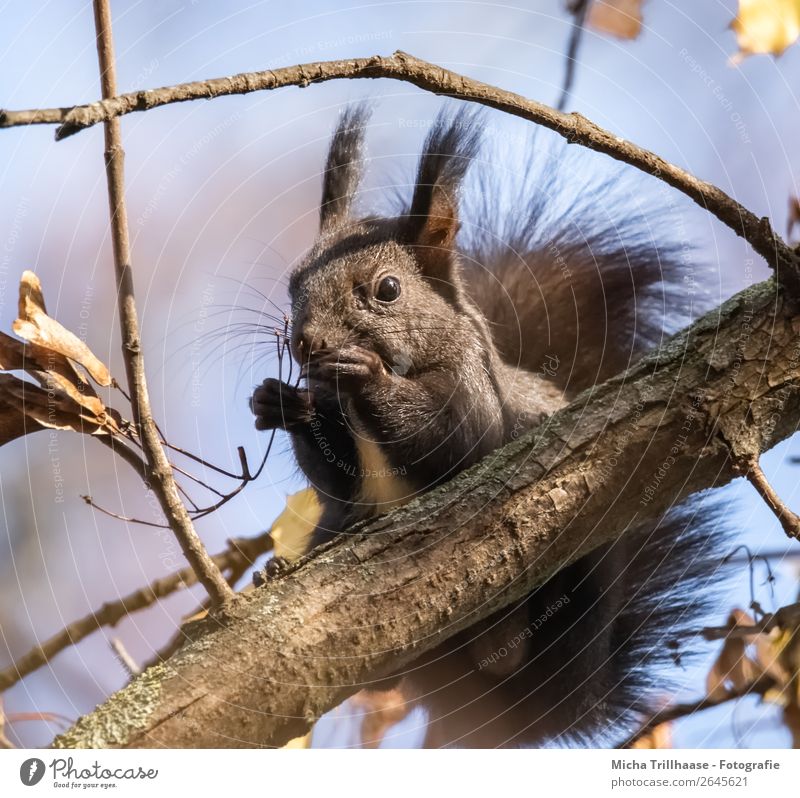 Fressendes Eichhörnchen im Baum Natur Tier Himmel Sonnenlicht Schönes Wetter Wald Wildtier Tiergesicht Fell Krallen Pfote Nagetiere Ohr Nase Maul 1 genießen
