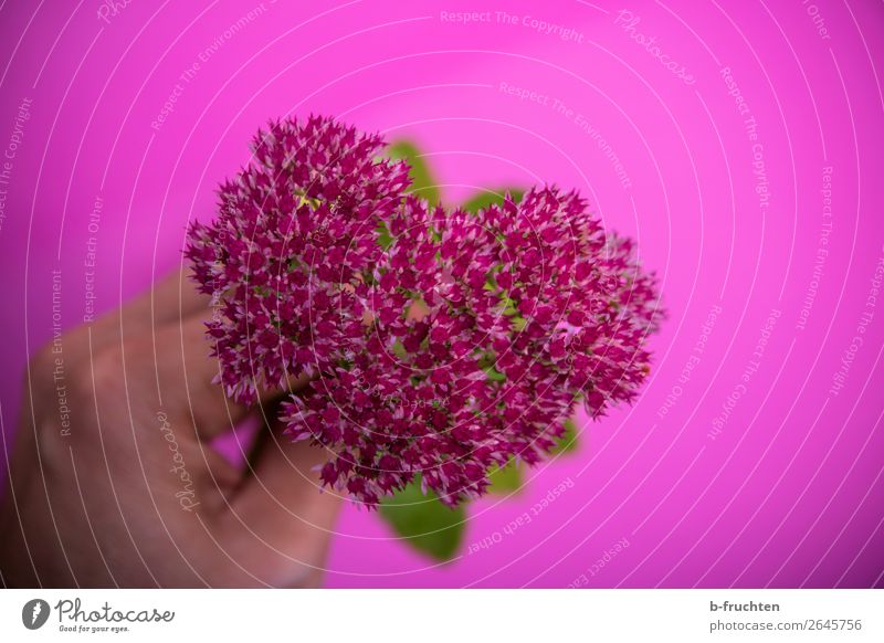 Mein Blumenherz Hand Finger Pflanze Blüte Blumenstrauß wählen berühren festhalten frisch trashig rosa Lebensfreude Sympathie Freundschaft Liebe Verliebtheit