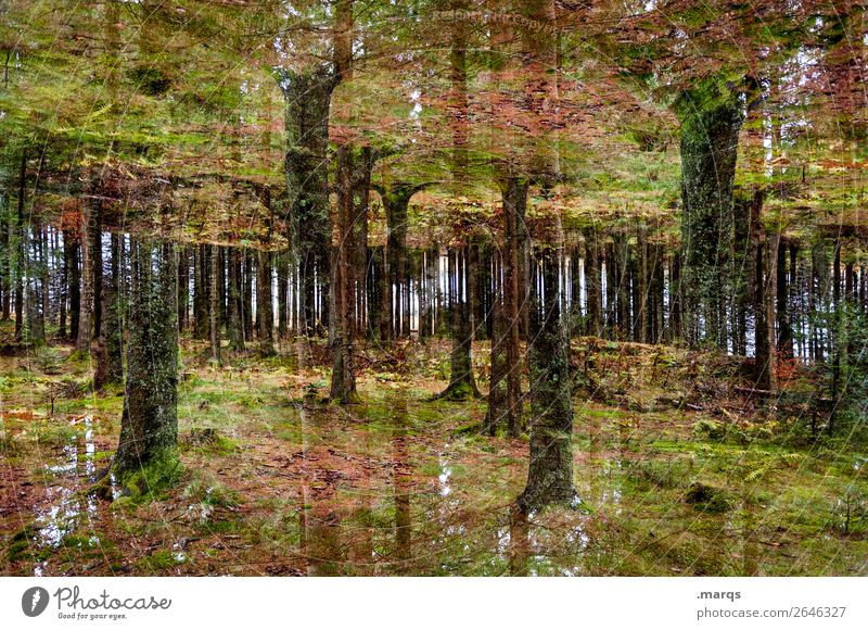 2600 | Schwarzwald Ausflug Abenteuer Natur Pflanze Sommer Herbst Baum Wald Waldboden Baumstamm außergewöhnlich dunkel Stimmung Perspektive Surrealismus