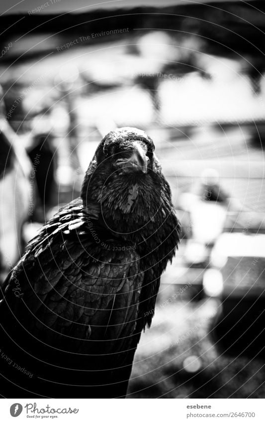 Schwarze Krähe in der Natur, Aberglaube und Hexerei Tier Park Totes Tier Vogel fliegen stehen dunkel hell wild schwarz weiß Rabe vereinzelt Corvus Tierwelt