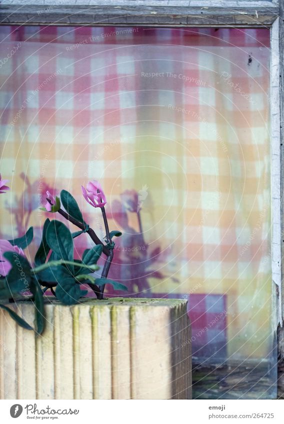 Kunst altert nicht Natur Frühling Pflanze Blume Fenster Gardine violett Stoff kariert Kunstblume Farbfoto Außenaufnahme Nahaufnahme Detailaufnahme Menschenleer