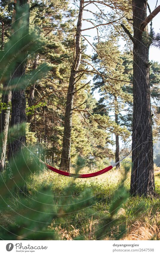 Hängematte im Wald Lifestyle schön Erholung Freizeit & Hobby Ferien & Urlaub & Reisen Camping Sommer Sonne Natur Landschaft Baum Park grün rot Farbe Idylle