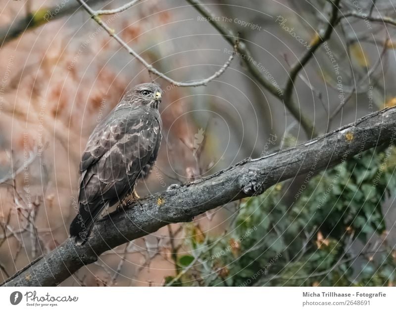 Mäusebussard im Baum Natur Tier Herbst Wildtier Vogel Tiergesicht Flügel Krallen Greifvogel Bussard Feder Schnabel 1 beobachten Jagd Blick sitzen warten