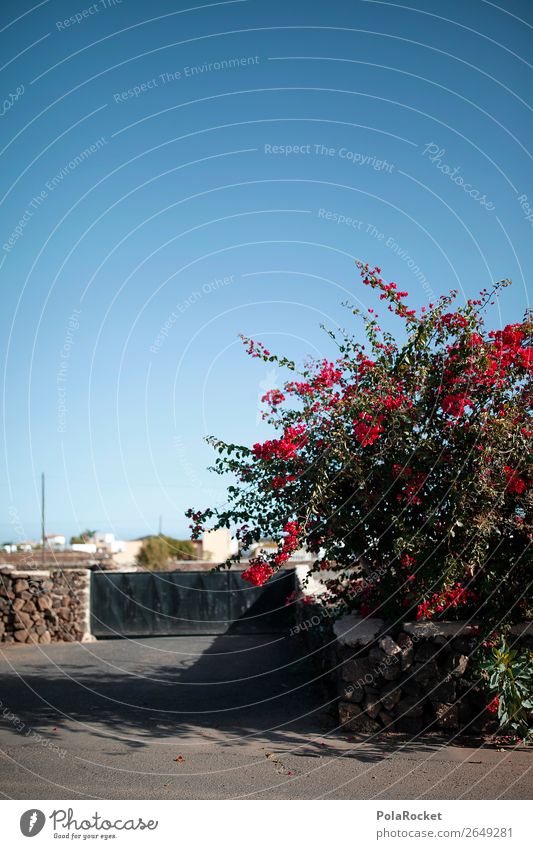#AS# Unkraut mediterran Pflanze ästhetisch Fuerteventura rot Bougainvillea Spanien Blauer Himmel Farbfoto mehrfarbig Außenaufnahme Detailaufnahme Experiment