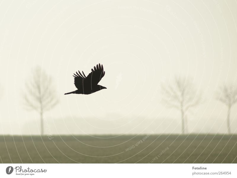 Für Nancy! Umwelt Natur Landschaft Pflanze Tier Urelemente Erde Luft Himmel Wolkenloser Himmel Horizont Nebel Baum Gras Wiese Feld Wildtier Vogel Flügel hell