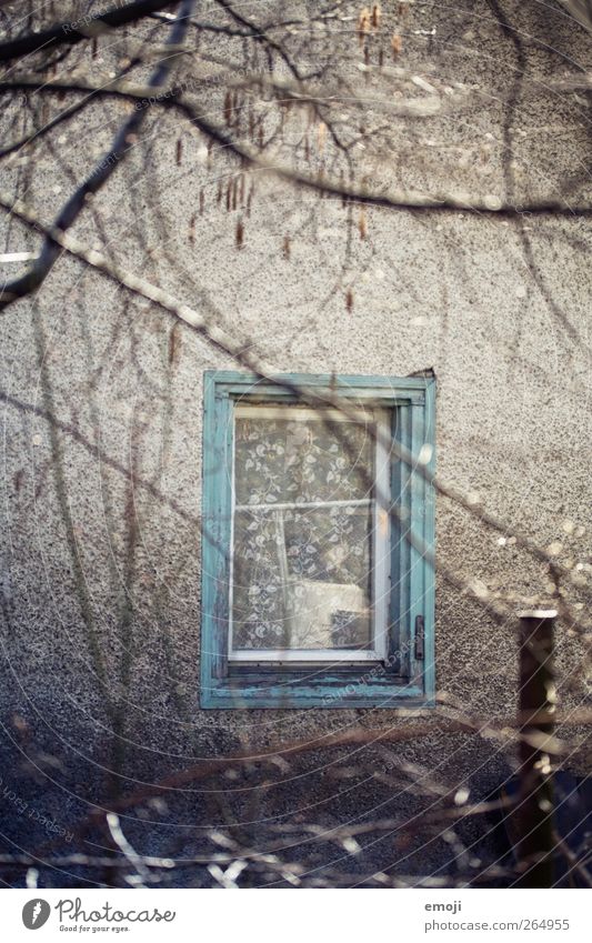 für meine Fenster-Ausstellung Ast Mauer Wand Fassade Fensterscheibe Fensterrahmen alt türkis Farbfoto Außenaufnahme Menschenleer Tag Schwache Tiefenschärfe