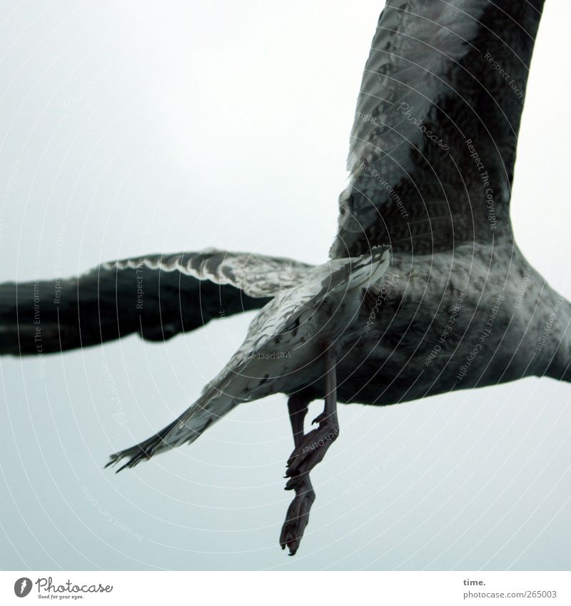 KI09 | Kopfloses Herumgeflügel Tier Wildtier Vogel Flügel Pfote Möwe 1 fliegen dunkel rebellisch Geschwindigkeit grau Euphorie Kraft Mut beweglich Enttäuschung
