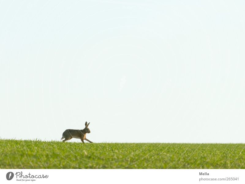 Jump, jump ... Ostern Osterhase Umwelt Natur Landschaft Tier Frühling Gras Wiese Feld Wildtier Hase & Kaninchen 1 Bewegung laufen frei natürlich niedlich blau