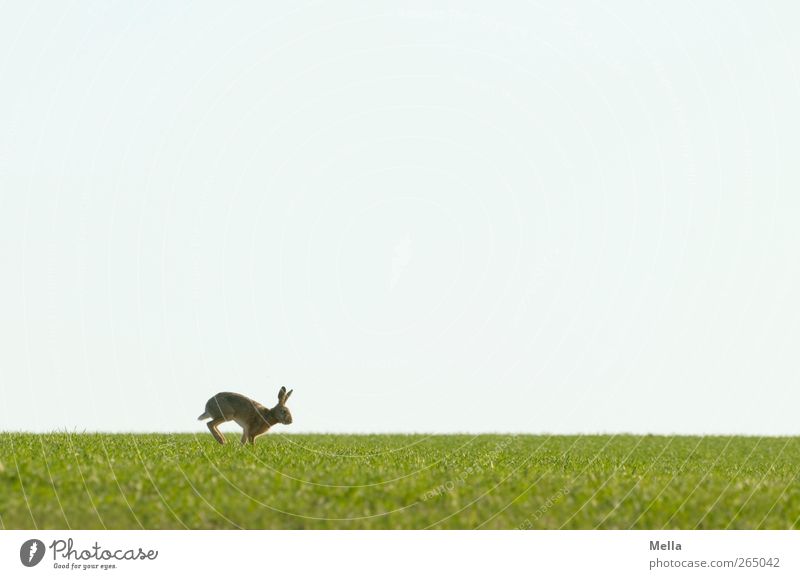 ... jump! Ostern Osterhase Umwelt Natur Landschaft Tier Frühling Wiese Feld Wildtier Hase & Kaninchen 1 Bewegung laufen frei natürlich niedlich blau grün