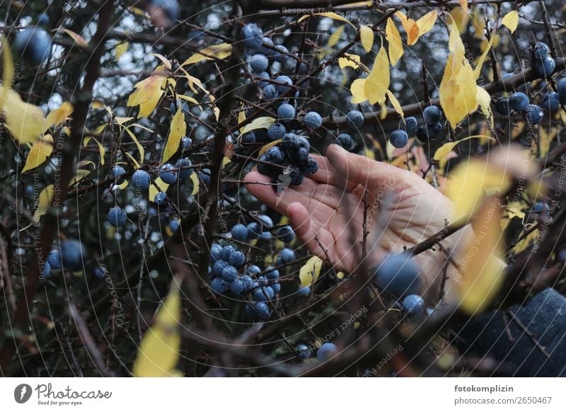 beeren ernte Hand Natur Herbst Sträucher Beerensträucher Beerenfruchtstand genießen Gesundheit blau gelb zurückhalten Kindheit Nostalgie sparsam Wachstum