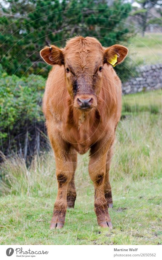 Kalb Umwelt Natur Tier Nutztier Kuh 1 Tierjunges Europa Gorßbritannien Schottland bewachen Farbfoto Außenaufnahme Tag Tierporträt Ganzkörperaufnahme
