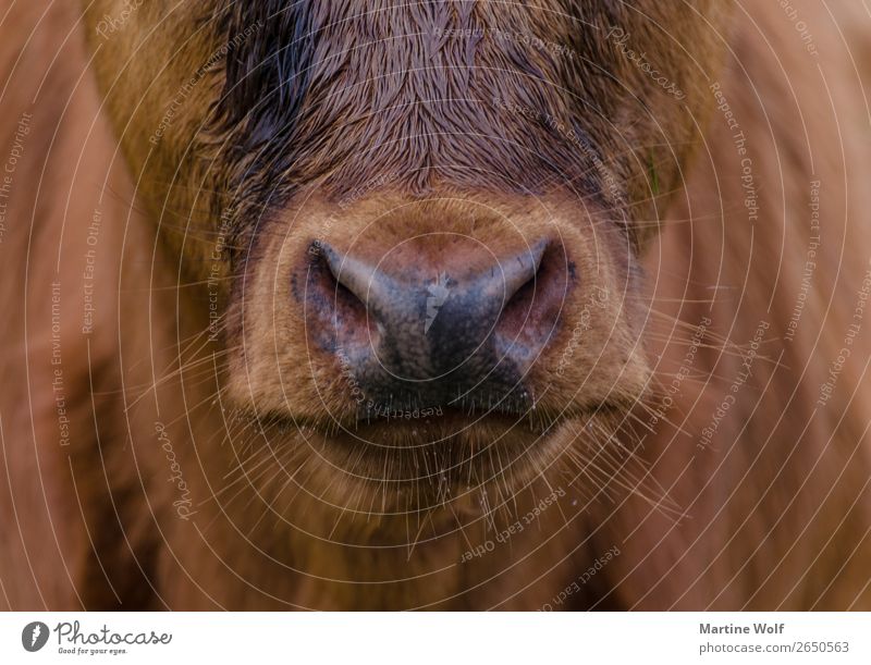Bartstoppeln Umwelt Natur Tier Nutztier Tiergesicht Kuh Kalb braun schön Europa Gorßbritannien Schottland Maul Nase Barthaare unrasiert Farbfoto Gedeckte Farben