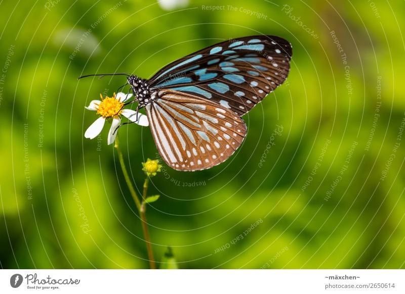 Schmetterling Natur Pflanze Tier Blüte Flügel 1 Erholung Fressen sitzen schön nah blau braun mehrfarbig grün Makroaufnahme Detailaufnahme Fühler Muster Punkt