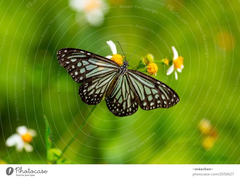 Schmetterling Natur Pflanze Tier Gras Blüte Grünpflanze Flügel schön nah blau grün schwarz türkis Makroaufnahme Insekt Muster Punkt Sonnenbad Fühler groß offen