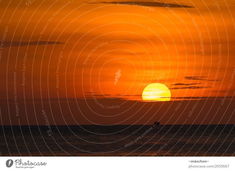 Der Sonne entgegen... Natur Wasser Himmel Wolken Sonnenaufgang Sonnenuntergang Sonnenlicht Schönes Wetter Wärme Küste Meer Erholung genießen schön gelb orange