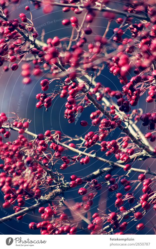 herbst beeren Natur Herbst Winter Pflanze Sträucher Beerensträucher Beerenfruchtstand Feld leuchten verblüht dehydrieren Wachstum saftig blau rot Leben