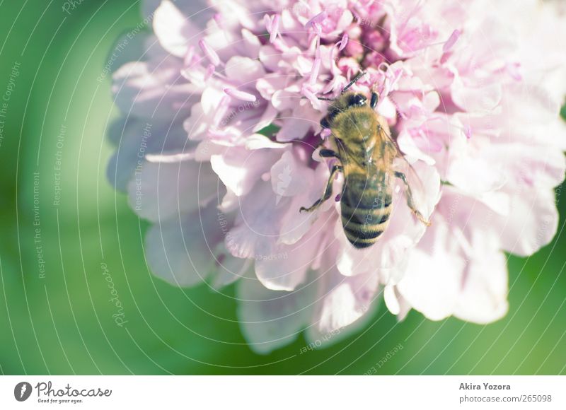 Fleißiges Bienchen Natur Frühling Sommer Schönes Wetter Blume Blüte Garten Tier Nutztier Biene 1 Arbeit & Erwerbstätigkeit Blühend natürlich gelb grün violett