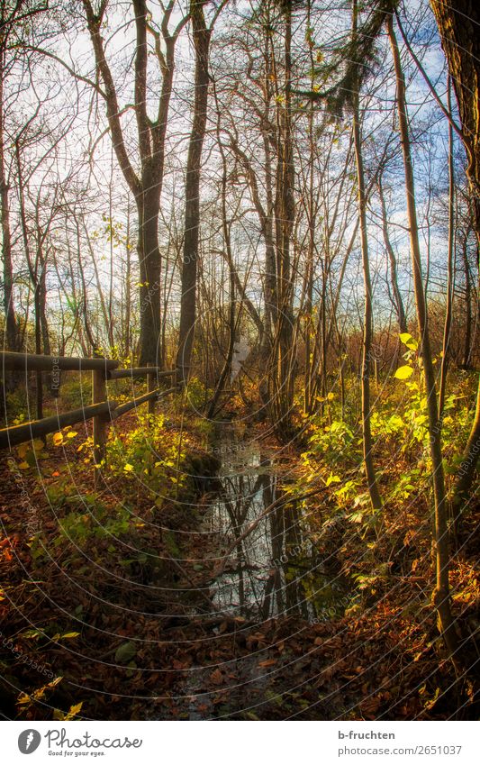 Herbststimmung Erholung ruhig wandern Schönes Wetter Baum Blatt Park Wald entdecken natürlich braun gold orange ästhetisch Zufriedenheit Ende Freiheit