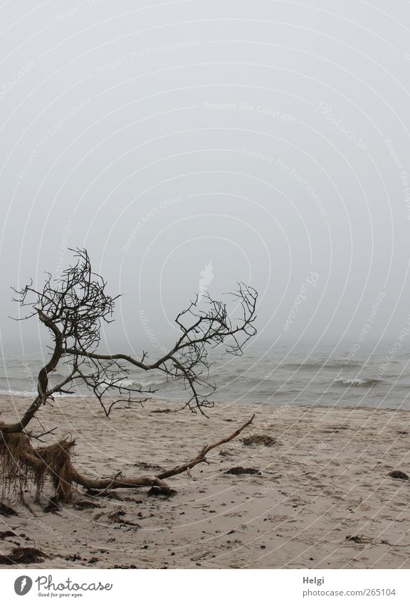unberührte Natur... Umwelt Landschaft Pflanze Sand Wasser Wetter Nebel Baum Wellen Küste Strand Ostsee Darß Weststrand liegen dehydrieren authentisch