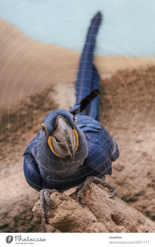 Anodorhynchus hyacinthinus Sand Tier Vogel 1 sitzen schön blau braun Hyazinthara Ara zuwenden Neugier Papageienvogel Farbfoto Außenaufnahme Nahaufnahme
