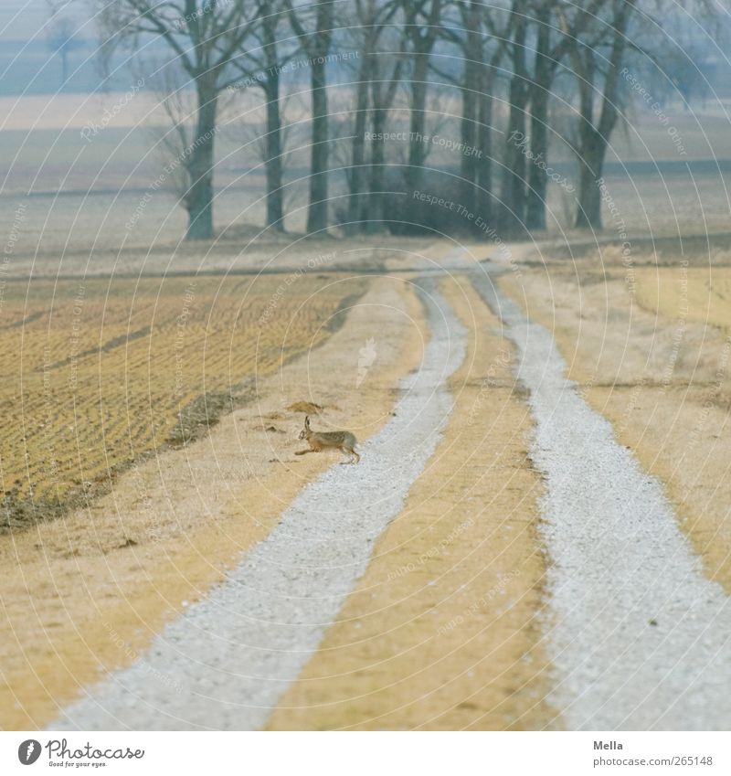 Lauf! Umwelt Natur Landschaft Frühling Baum Feld Wege & Pfade Tier Wildtier Hase & Kaninchen 1 laufen frei klein natürlich trist braun gelb Freiheit Fußweg