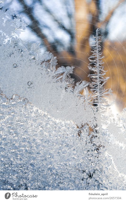 Eisbaum Winter Natur Wetter Frost kalt schön weiß achtsam einzigartig Stimmung Vergänglichkeit Wandel & Veränderung Eisblumen Eiskristall Hochformat Schweden