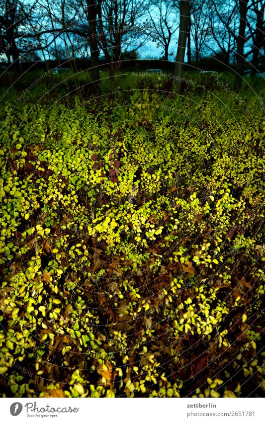 Parkplatz Priesterweg Blatt mehrfarbig grün Herbstlaub Wald Oktober November Sträucher Natur Menschenleer Textfreiraum Strukturen & Formen Unterholz