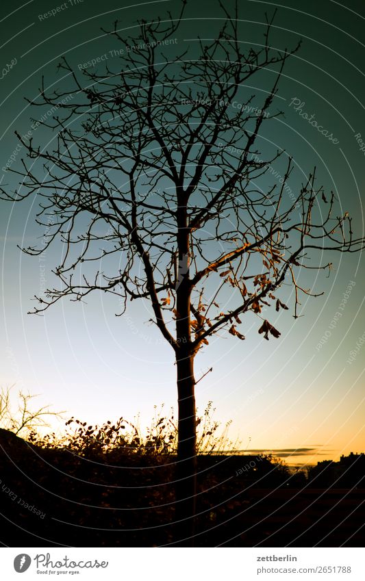 Einzelbaum Abend Abenddämmerung Berlin Farbenspiel Feierabend Himmel Himmel (Jenseits) Schöneberg Sonnenuntergang Stadt Baum Blatt Baumstamm Ast Einsamkeit