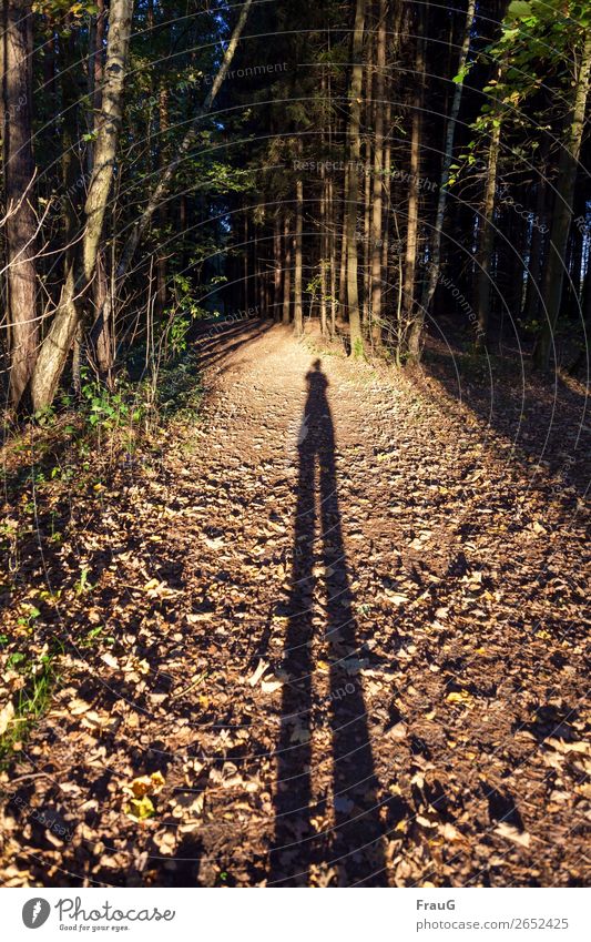 Illusion| Mensch mit ganz langen Beinen auf einem Waldweg Weg Herbst Bäume Licht abends Abendsonnenlicht fotografierend lange Beine Schatten Spaziergang wandern