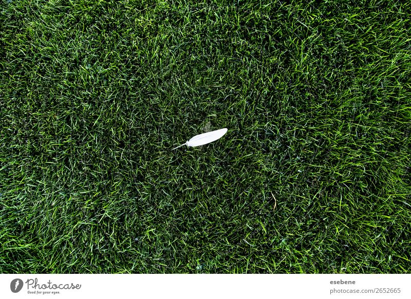 Weiße Vogelfeder auf grünem Gras elegant Design schön Dekoration & Verzierung Tapete Natur Tier Mode Pelzmantel Schwan dunkel natürlich weich rosa schwarz weiß