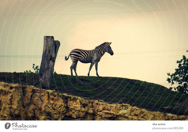 Zebra Tier Zoo 1 stehen Stolz Natur Gedeckte Farben Außenaufnahme Kontrast