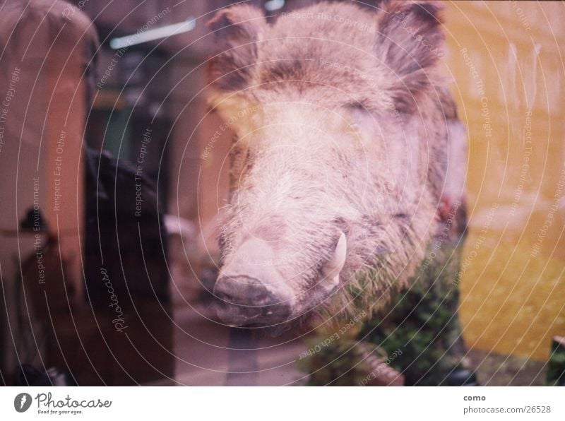 jagdberechtigung für's spiegelschwein Spiegelbild Wildschwein Schaufenster Reflexion & Spiegelung Totes Tier Tierpräparat Kopf tierisch