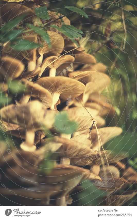 Kolonie Pilz organisch Frucht Wald Natur Schwache Tiefenschärfe Blatt Licht Sommer Herbst