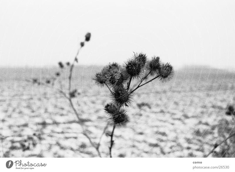 disteln* Distel Feld Winter Jahreszeiten kalt ruhig Einsamkeit Ferne Unschärfe Denken Natur Landschaft leer Pflanze nachdenken