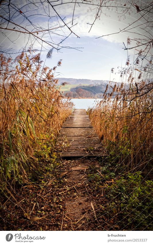 Steg, See, Schilf, Herbststimmung Natur Landschaft Wasser Pflanze Seeufer Menschenleer Erholung genießen Erwartung Verfall Vergänglichkeit Wandel & Veränderung