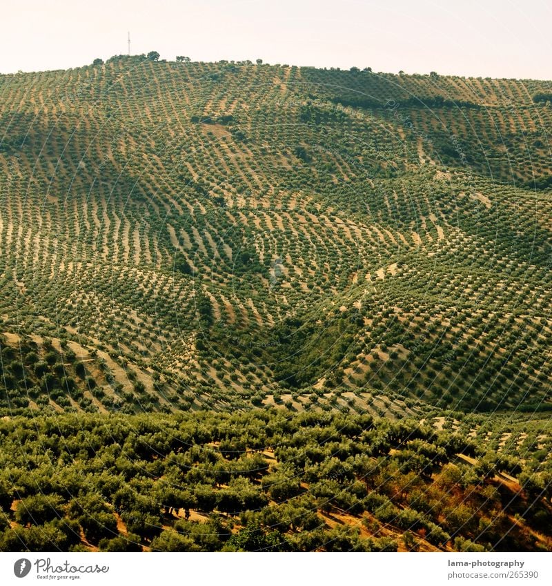 Früchte des Südens [XXXVI] Frucht Oliven Landwirtschaft Forstwirtschaft Landschaft Pflanze Baum Nutzpflanze Olivenbaum Olivenhain Olivenernte Sierra Subbetica