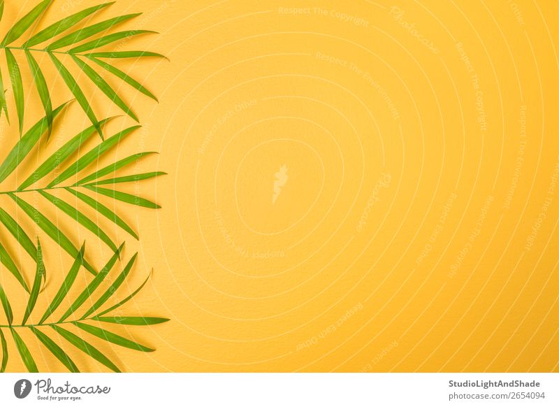 Grüne Palmblätter auf leuchtend gelbem Hintergrund Design exotisch Freude Glück schön Sommer Innenarchitektur Dekoration & Verzierung Gartenarbeit Natur Pflanze