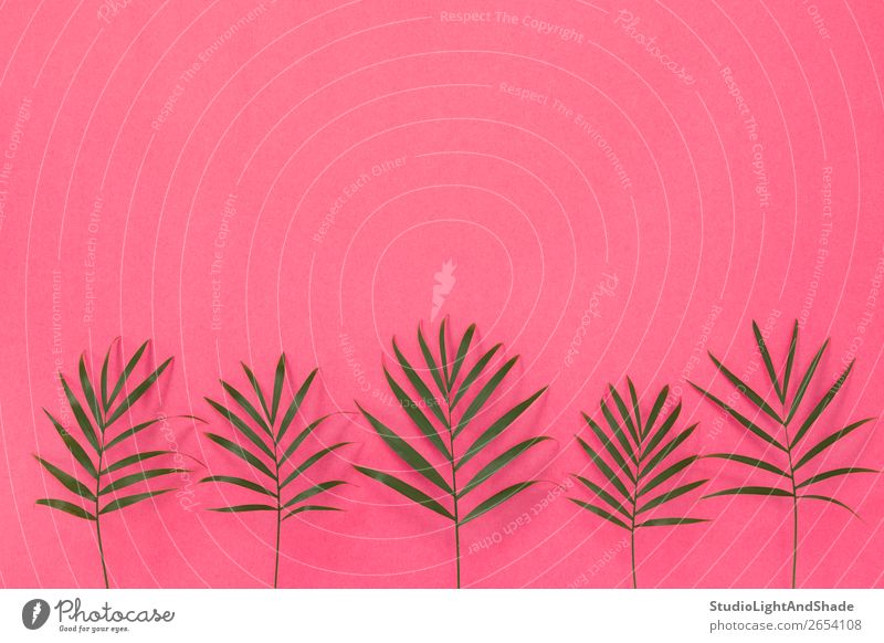 Grüne Palmblätter auf hellrosa Hintergrund Design exotisch schön Sommer Innenarchitektur Dekoration & Verzierung Gartenarbeit feminin Natur Pflanze Baum Blatt