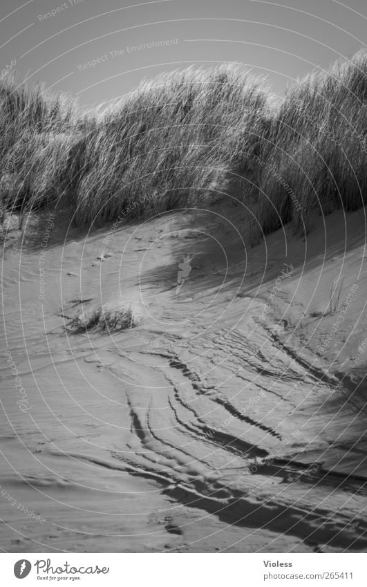 Risse in der Insel Landschaft Erde Sand Gras Strand Nordsee entdecken Düne Spiekeroog Dünengras Schwarzweißfoto Außenaufnahme Strukturen & Formen Tag